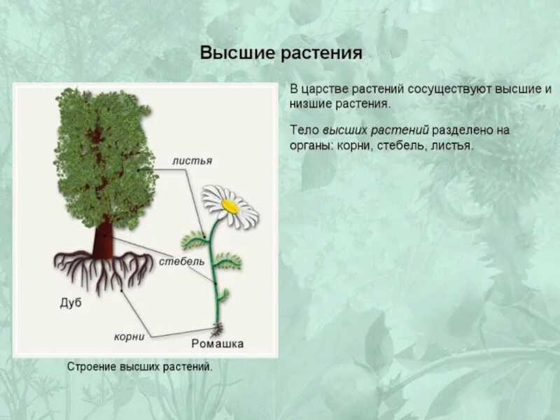 Строение низших и высших растений. Строение высших растений. строение тела у высшик раси. строение высщихрастений. высшие и низшие растения.