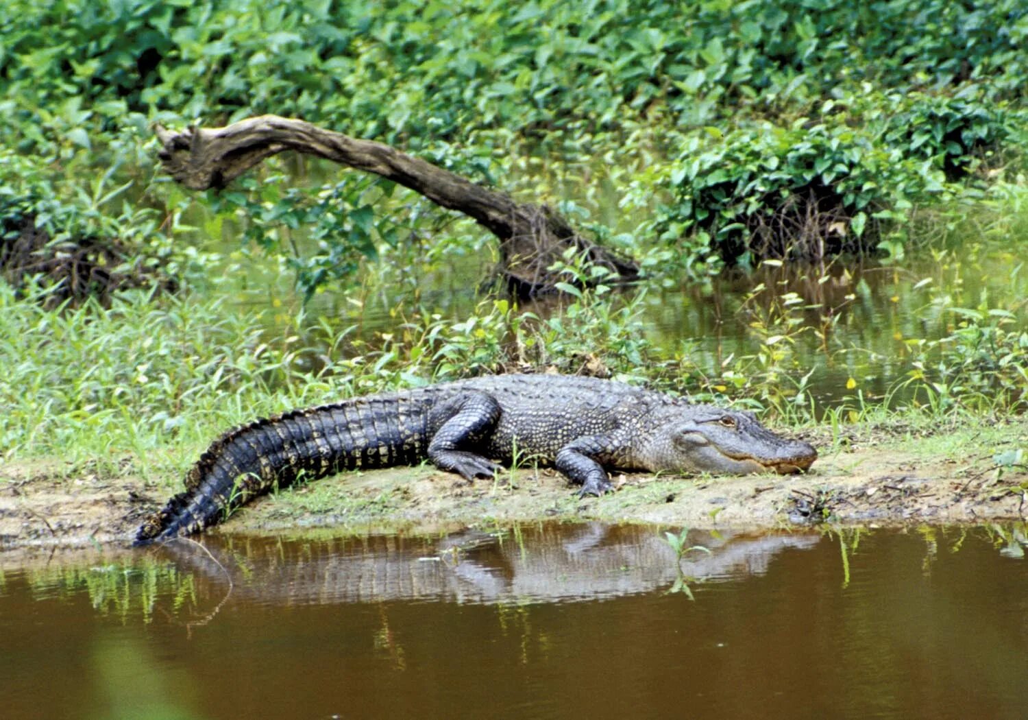 Большая крокодила где послушать. Аллигатор Речной. Панамский крокодил жуандчо. Крокодил Ориноко. Западноафриканский крокодил.