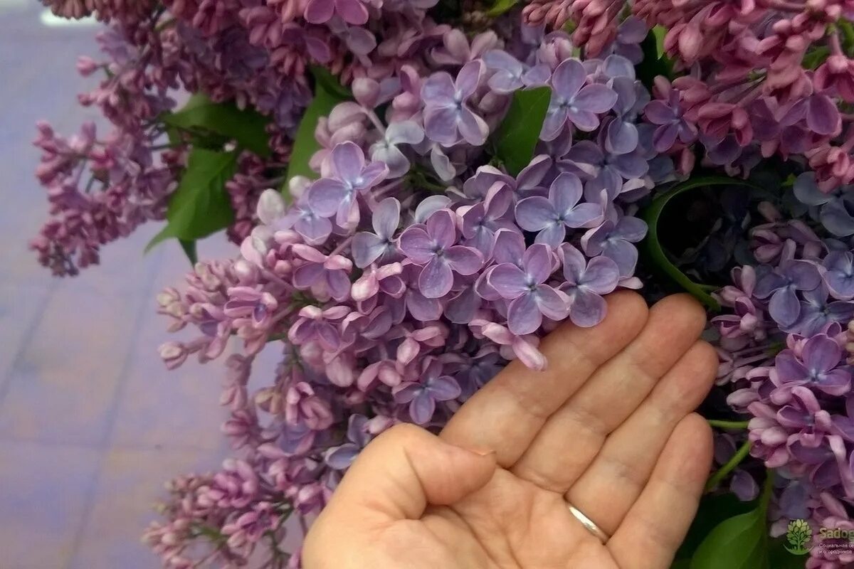 Сирень сорт мечта. Сирень маршал фош. сирень обыкновенная сорт мечта.