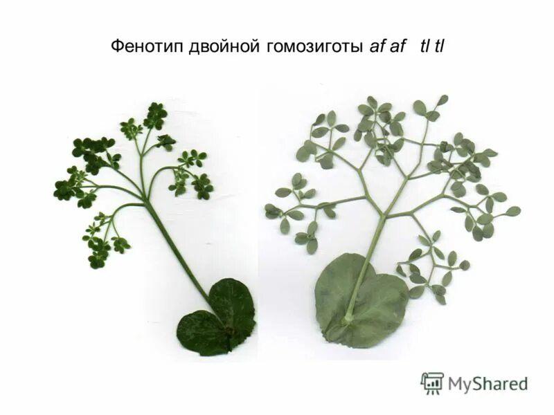 Фенотипы листа. Фенотип гороха. Характеристика фенотипа растений. Тип листьев гороха. Фенотипы клевера.