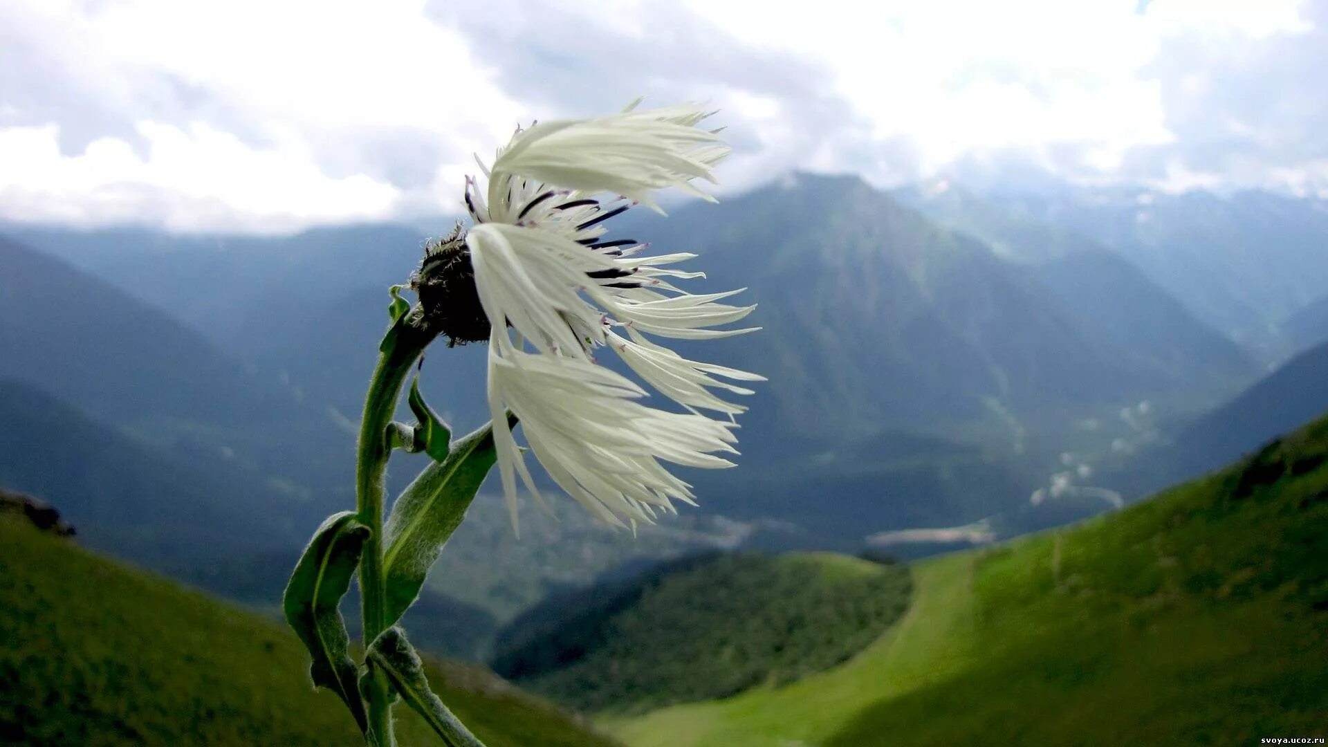 Цветы на ветру. Одинокий цветок. Ветер. Ветер в горах.