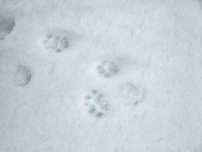 Лапка на снегу. Кошачьи следы на снегу. отпечатки лап на снегу. следы кота на снегу. следы кошачьих лапок на снегу.