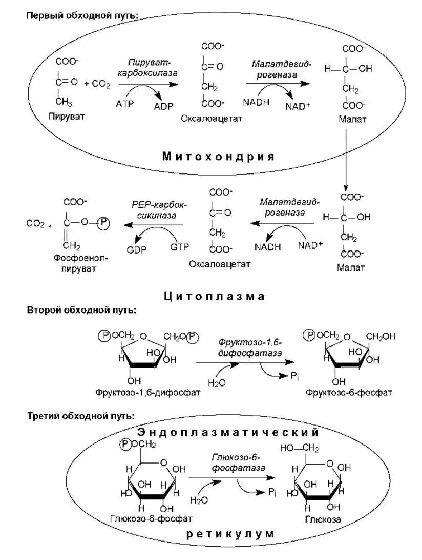 Синтез глюкозы в организме. Глюконеогенез биохимия схема. Глюконеогенез из пирувата реакции. Синтез Глюкозы из пирувата реакции. Обходные реакции глюконеогенеза схема.