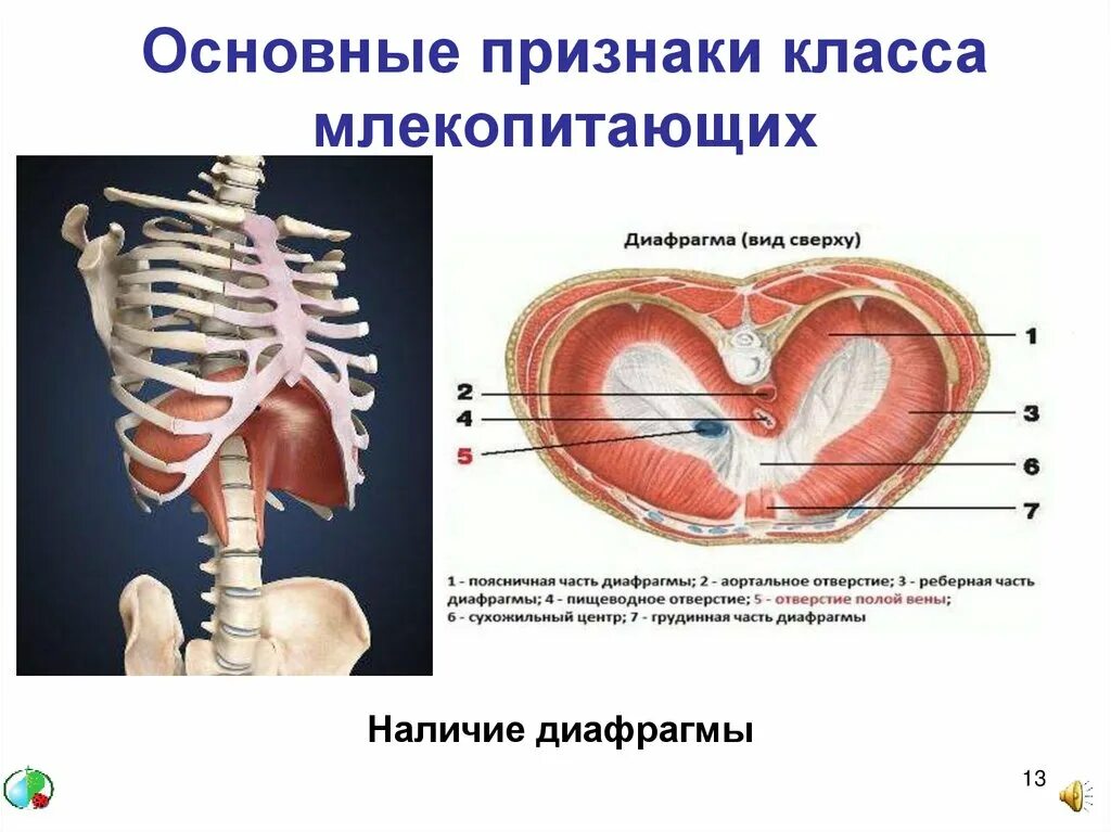 Наличие диафрагмы у млекопитающих