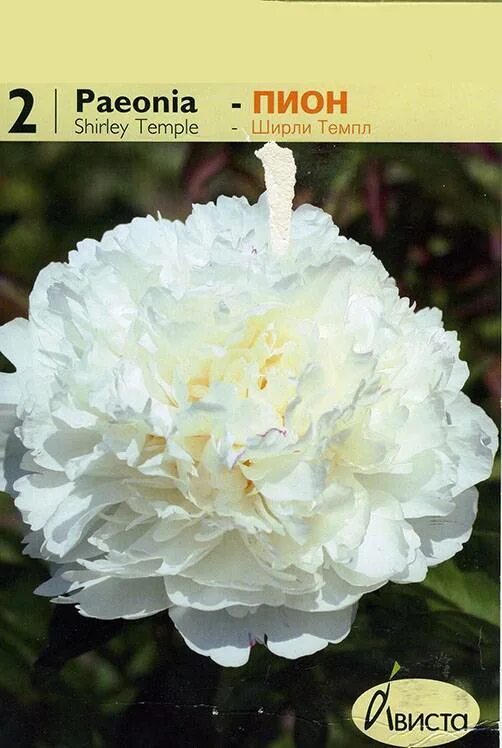 Пион Shirley Temple (Ширли Темпл), корневища почтой