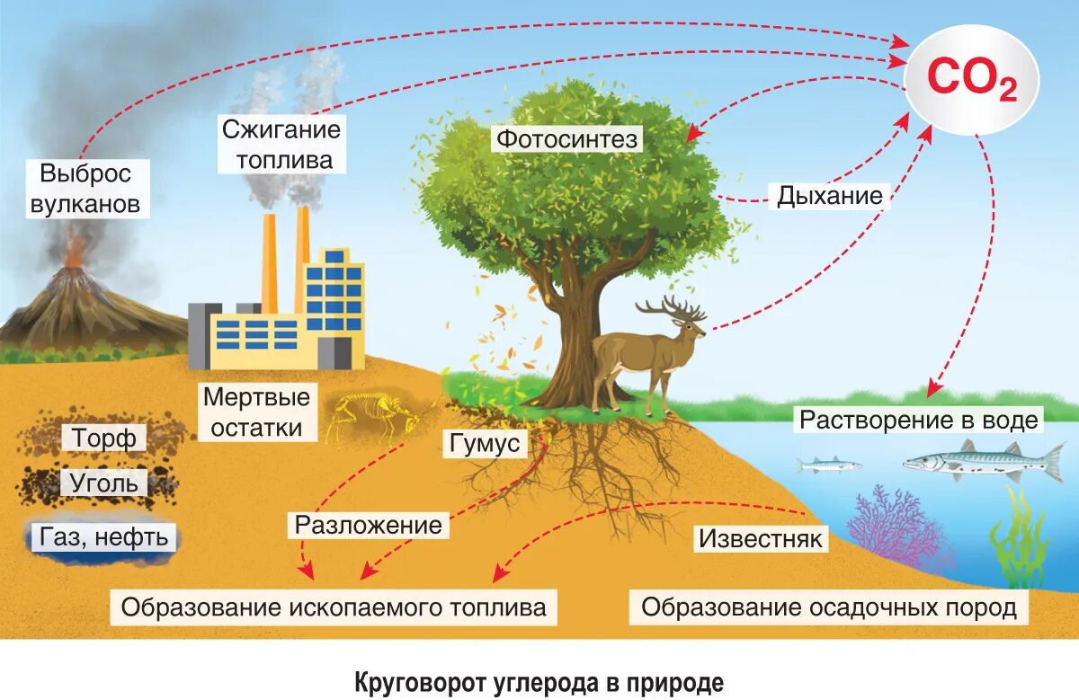 Органическое разложение живого. Круговорот углерода. Круговорот веществ углерода. Круговорот кислорода углерода азота в биосфере. Круговорот кглерода в природ.