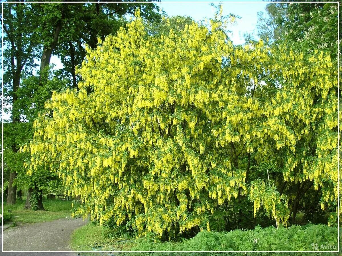 Акация желтая Caragana arborescens. Акация Карагана древовидная. Карагана Акация древовидная Caragana arborescens. Карагана древовидная (Caragana arborescens).