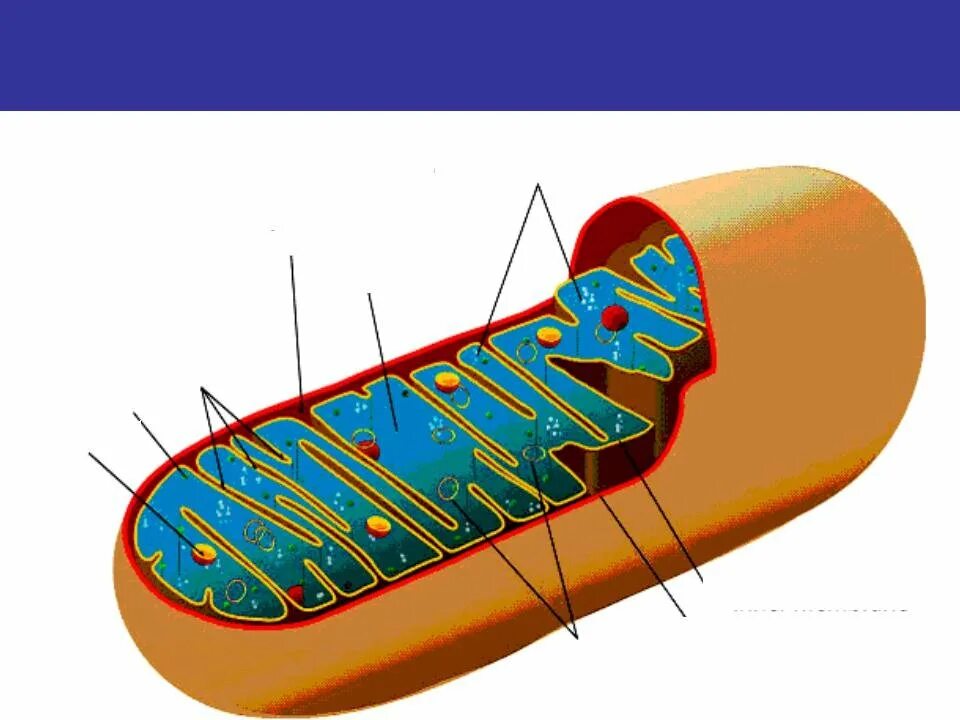 Строение митохондрии. Строение митохондрии клетки. Митохондрии строение органоида. Строение митохондрии животной клетки.