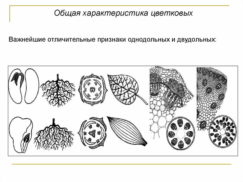 Основной признак однодольных. Признаки однодольных и двудольных растений схема. Важнейшие отличительные признаки однодольных и двудольных. Признаки однодольных растений. Признаки однодольных и двудольных растений.