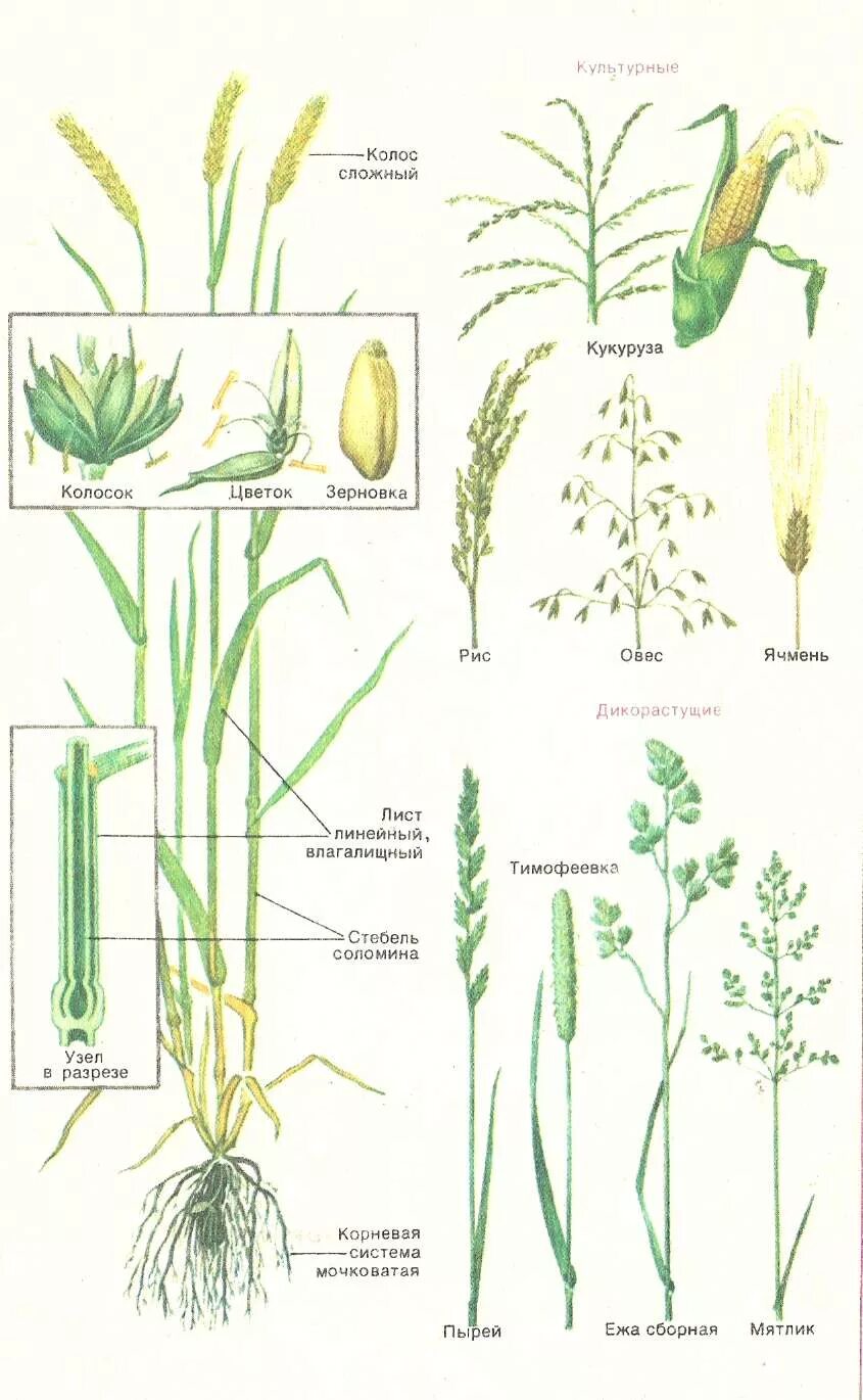 Название стебля злаков. Строение пшеницы семейство злаковых. Рисунок семейства злаковые строение. Злаки Мятликовые строение цветка. Злаковые Мятликовые строение.