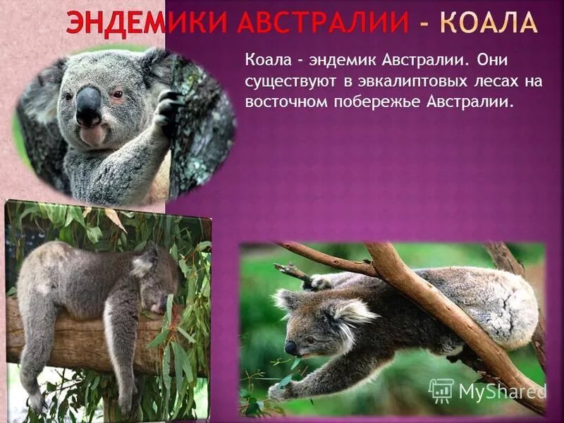 Эндемики островов океании. Какое животное является эндемиком океании. Эндемики австралии презентация. Какое животное является эндемиком океании. Эндемики австралии - кенгуру кенгуру.