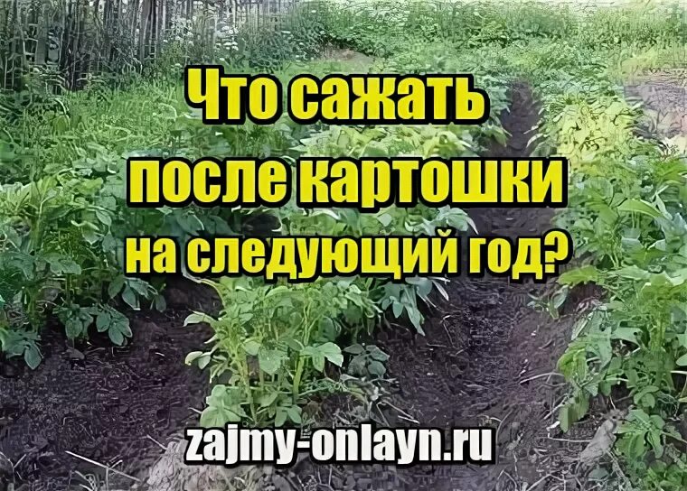 После картофеля что посадить на следующий год. Что сажать после картофеля. после чего сажать картофель. чтоможнл сажать после картошки. что высадить после картофеля.