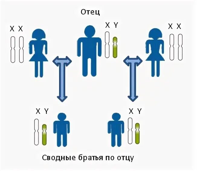 Сводный брат по отцу. Сводные братья родство. Сводные сестра по отцу. Сводные братья и сестры это. Родной брат папы