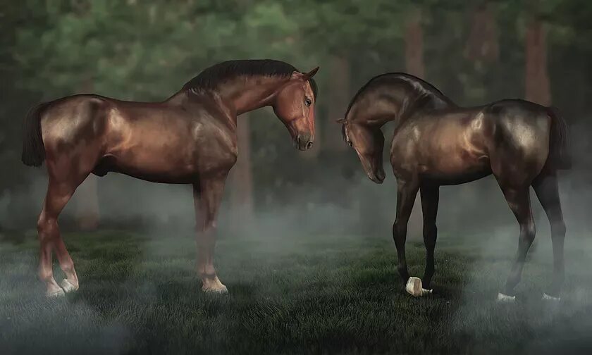 4 horse