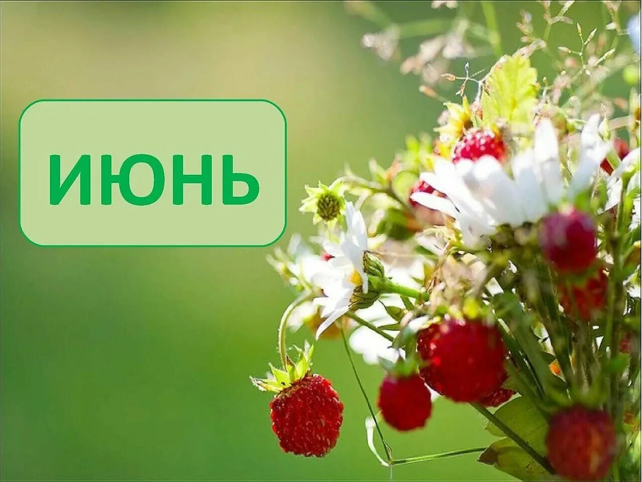 С последним днем июня доброе утро картинки. Июньские цветы. лето картинки.