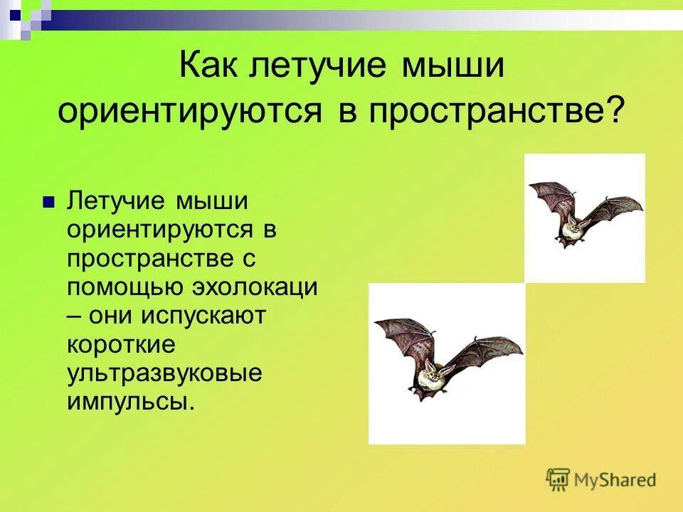 Свиноносая летучая мышь. Летучие мыши ориентируются в пространстве с помощью. Летучие мыши ориентируются в пространстве с помощью. Летучие мыши ориентируются в пространстве с помощью. Эхолокация летучих мышей.