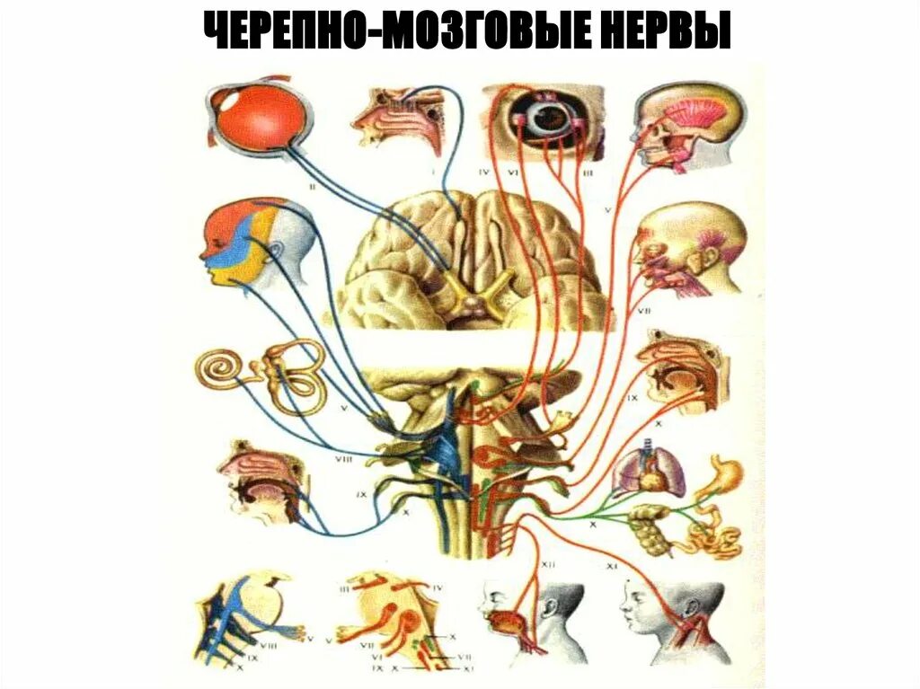 12 Пар черепных нервов рисунок. 12 Пар черепно мозговых нервов схема. 12 Пар черепных нервов схема. 12 Черепных нервов анатомия. Структура черепно мозговых нервов