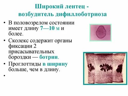 Широкий лентец под микроскопом