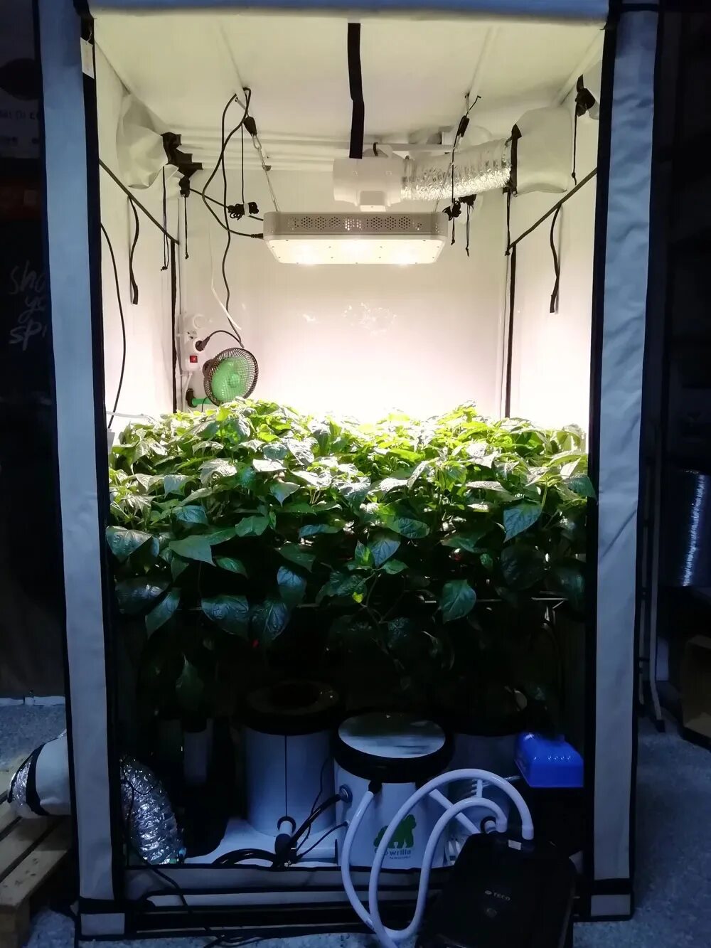 Как сделать гроубокс. Гидропоника growbox. гроубокс гидропоника. гроубокс для рассады. гроубоксы и гроутенты.