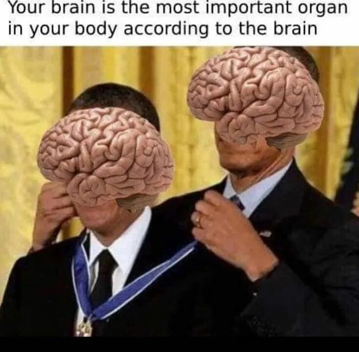 Brain follow. Brain is most important organ according to brain.