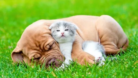 Cat dog green