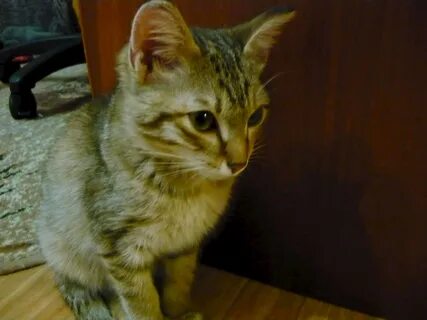 3 кота чита