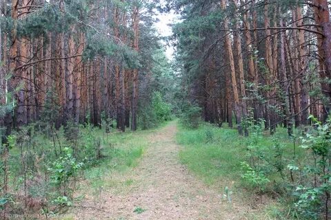 Зеленый борок курганская область
