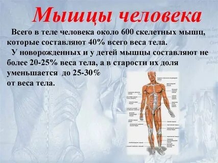 Масса скелетной мускулатуры у взрослого человека составляет