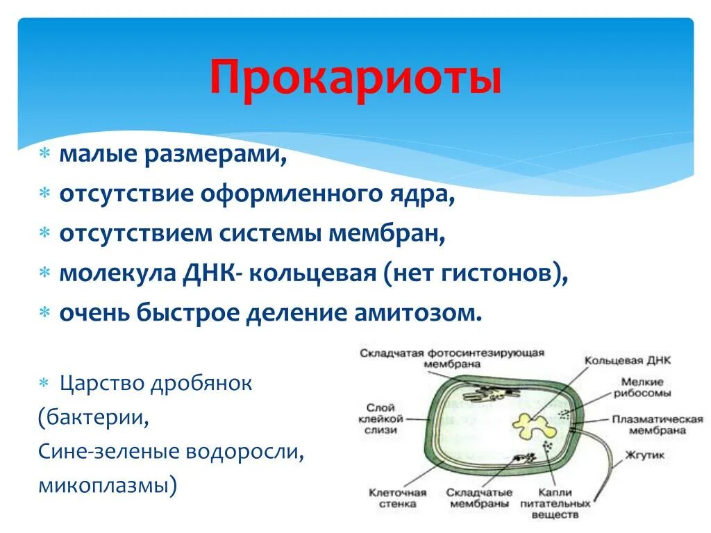 Царство прокариотической клетки. Представители микроорганизмов прокариоты. Эукариот. Строение прокариот.