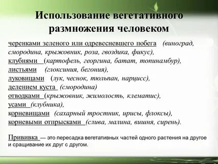 Размножение людей процесс
