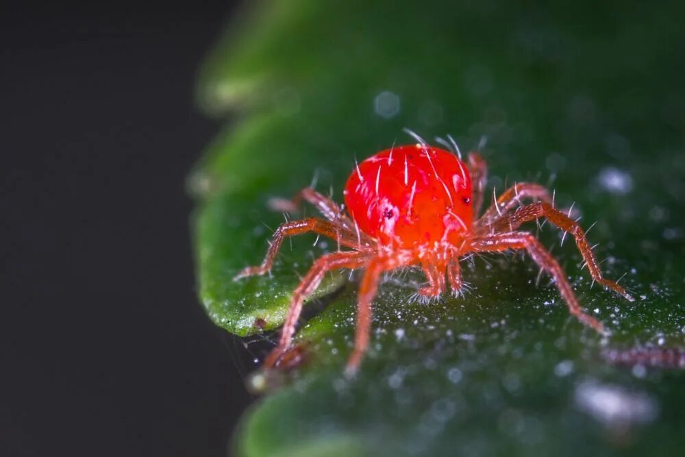 Ред спайдер. Красный паук клещ. Ярко красный паук. Паук реда. Супер маленький красный паук.