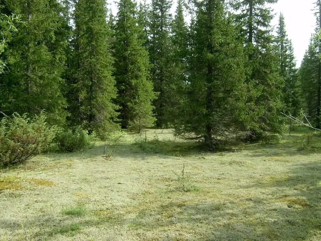 лес сосновый бор марий эл. тропинка в лесу. смешанные и широколиственные леса московской области. синицинский бор ишим. елово широколиственный лес.