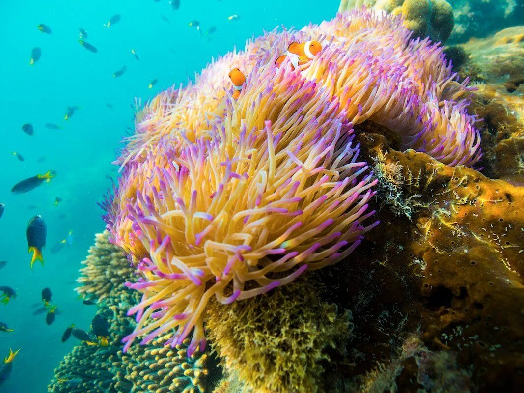 Great barrier reef corals. Коралловые рифы большой Барьерный риф. Барьерный риф в Австралии. Кораллы на рифе в Австралии. Большой коралловый риф в Австралии.