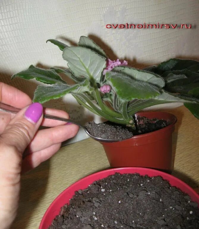 Пересадка фиалки в другой горшок. Как пересадить фиалку с длинным. Как пересадить фиалку с длинным. Как пересадить фиалку с длинным. Омоложение фиалки.