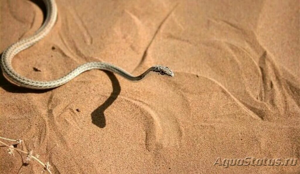Psammophis schokari. Зериг змея. Песчаный полоз. Песочная змея или зериг. Искушение песчаного змея читать