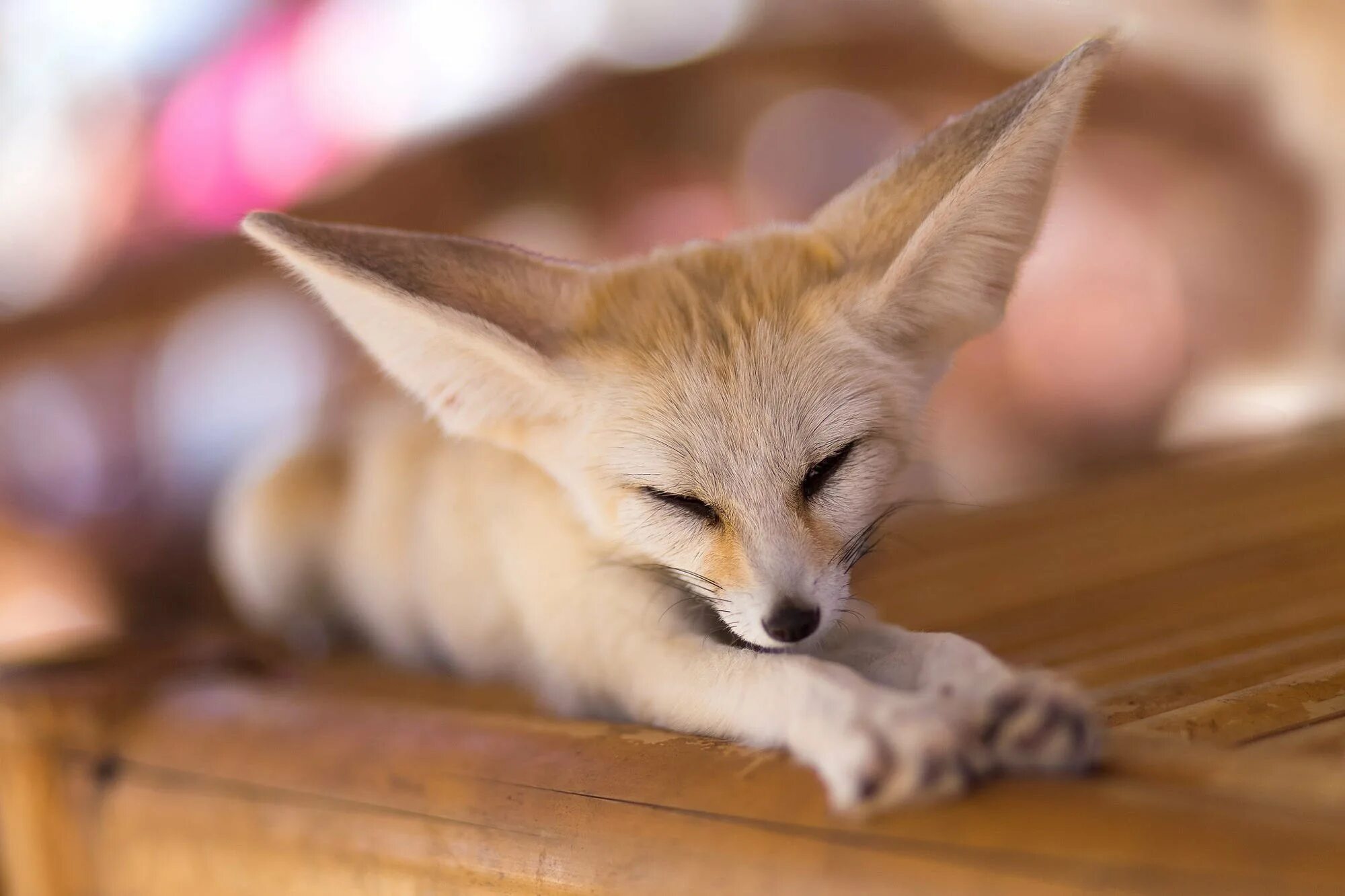 Fennec fox