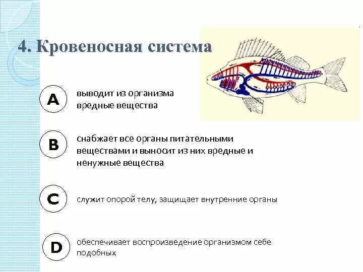 Кровеносная система рыб. Дыхательная система рыб. Строение дыхательной системы рыб. Транспорт веществ у рыб.