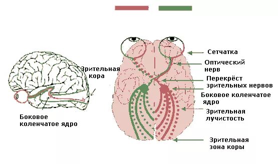 Глаза а мозг видит. Видеть мозгом. Как мозг видит наше тело. Коленчатое ядро.