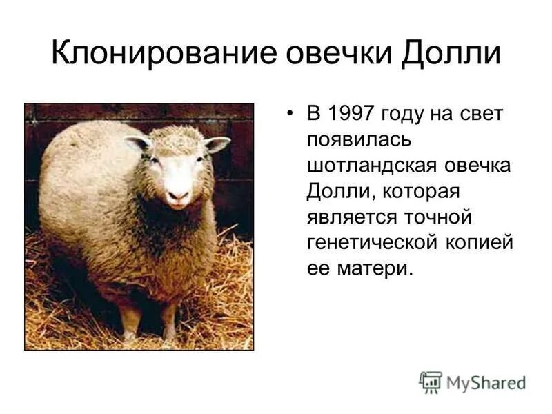 овечка долли песня