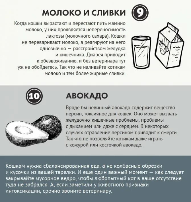 Можно ли молочку при отравлении. Что нельзя давать кошкам. чем нельзя кормить котят. что можно есть кошкам а что нельзя.