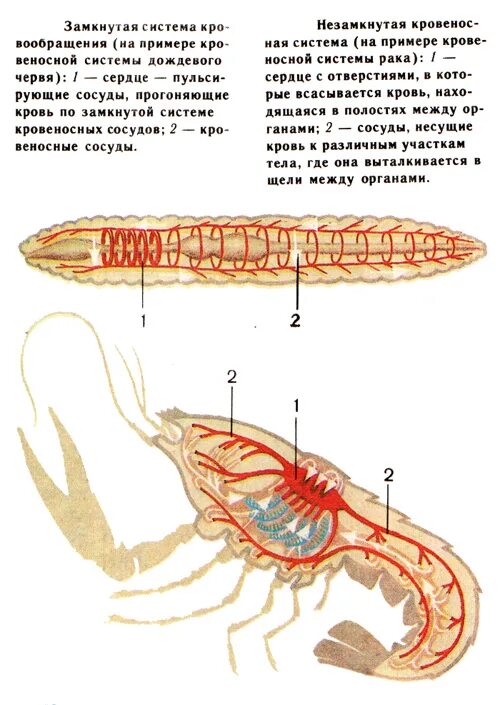 Замкнутая и незамкнутая кровеносная система. Замкнутая кровеносная система у животных. Схема замкнутой и незамкнутой кровеносных систем. Незамкнутая кровеносная система у животных. Незамкнутая кровеносная система представители