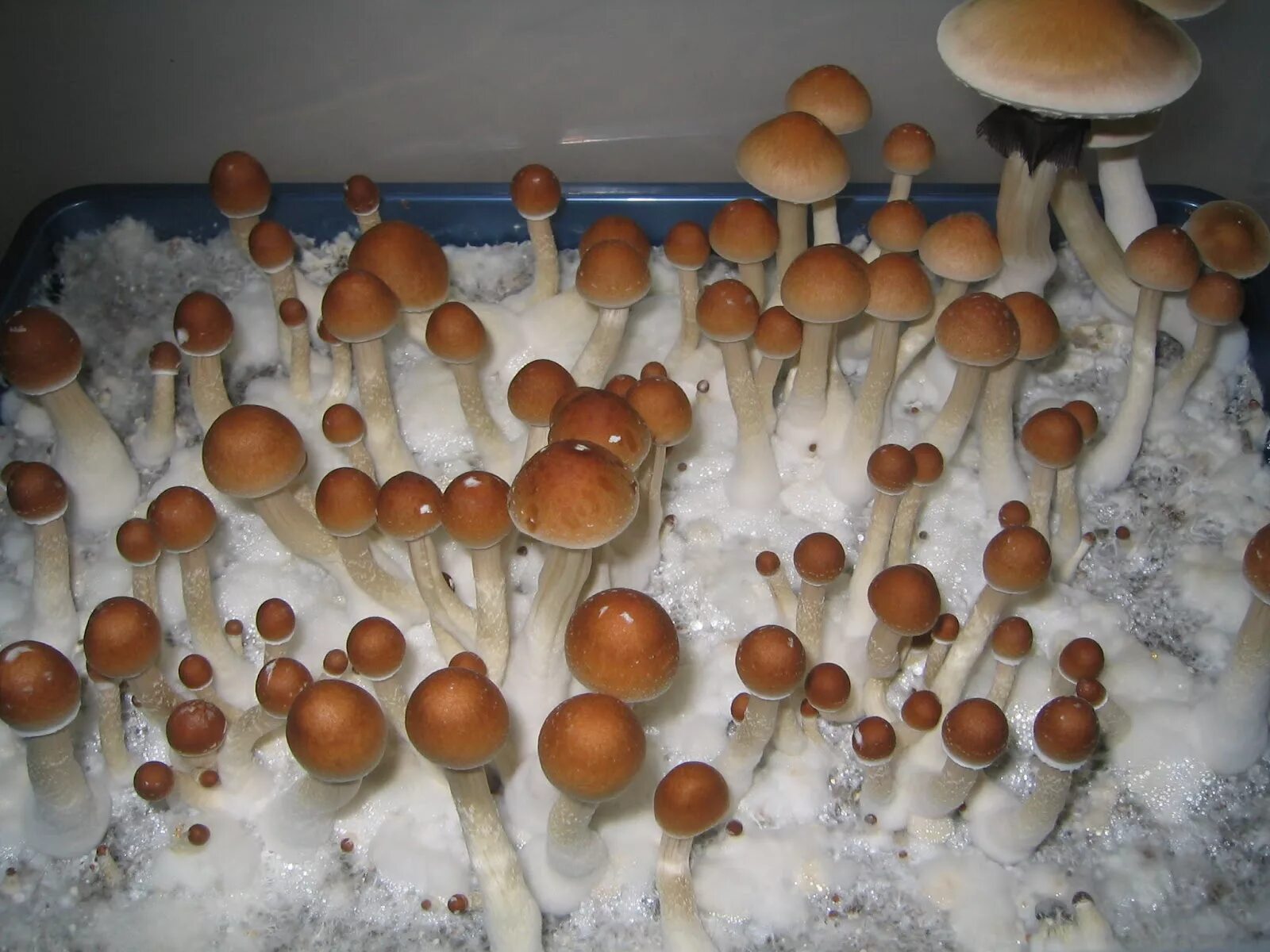 Псилоцибе кубенсис. Mushroom b. Mushroom b. Psilocybe cubensis art. Строфария кубенсис.