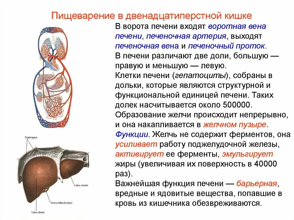 Образование в воротах печени. Пищеварение в двенадцатиперстной кишке.