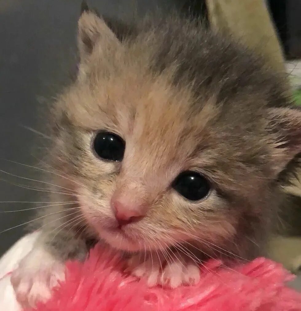 Post by flxwer in Wholesome Cats comments - itch.io