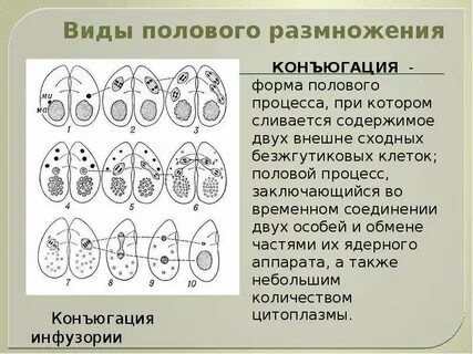 Рассмотрите обе гипотезы о возникновении полового размножения