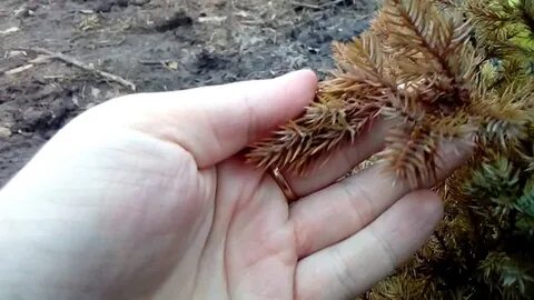 Желтеет можжевельник после зимы