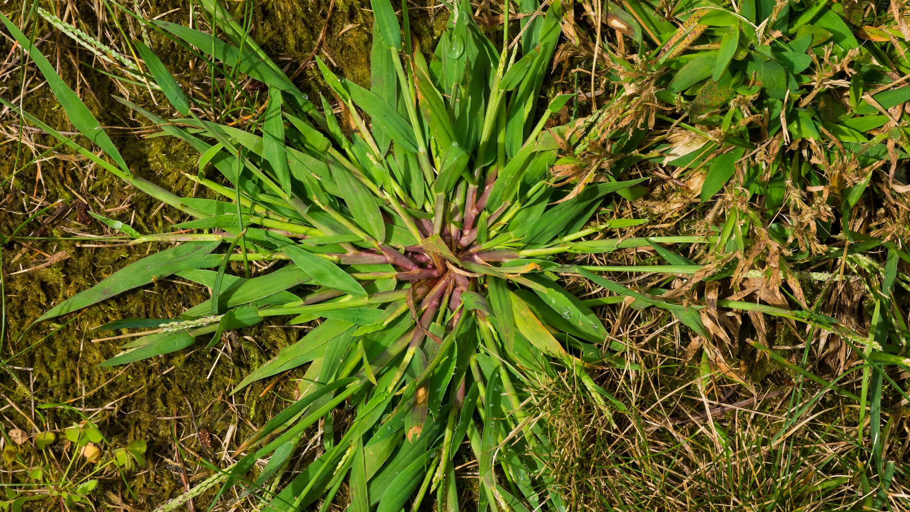 Сорняк 8. Crabgrass сорняк. росичка кроваво-красная. росичка кроваво-красная сорняк. росичка сорняк гербицид.