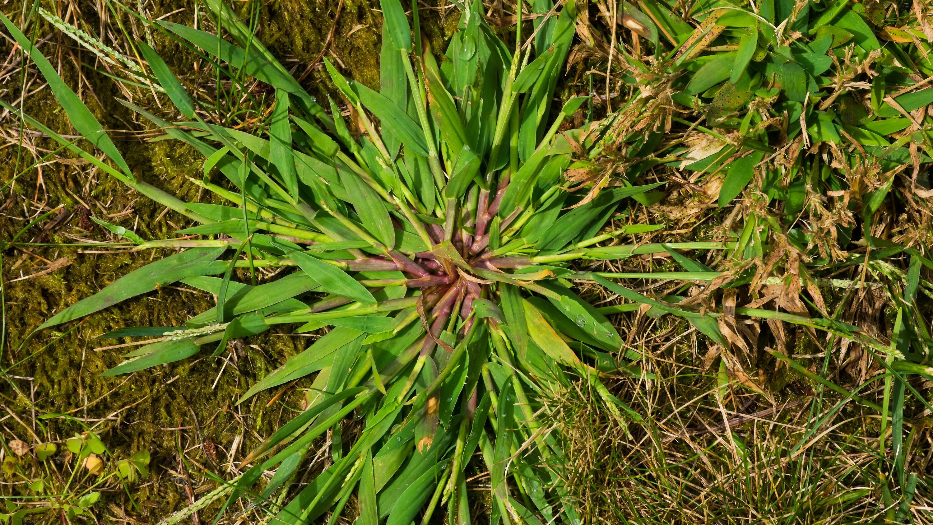 Трава подстрижена жареный. Crabgrass сорняк. Росичка кроваво-красная. Росичка кроваво-красная сорняк. Росичка сорняк гербицид.