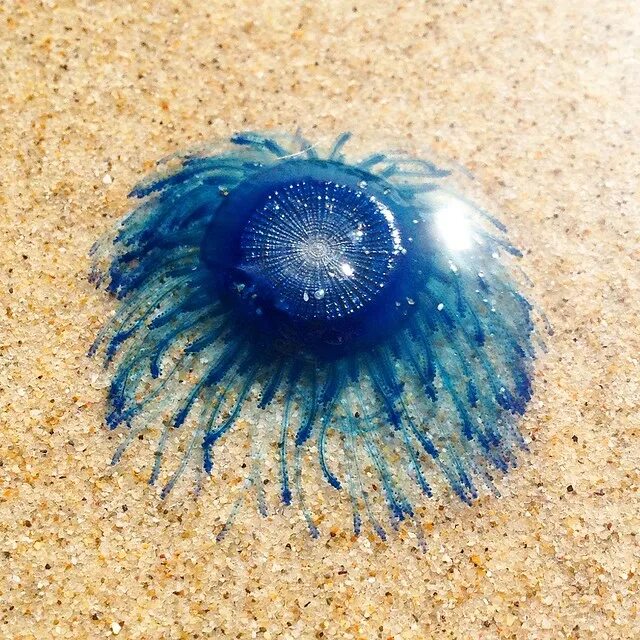 Ушастая медуза. Круглые медузы. Сцифоидные кишечнополостные. Медуза цианея в белом море. Медуза картина итальянская.