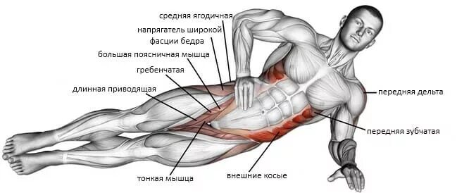 Мышца напрягающая. Боковая планка мышцы. боковая планка анатомия. боковая планка мышцы задействованы. латеральная мышца упражнения.